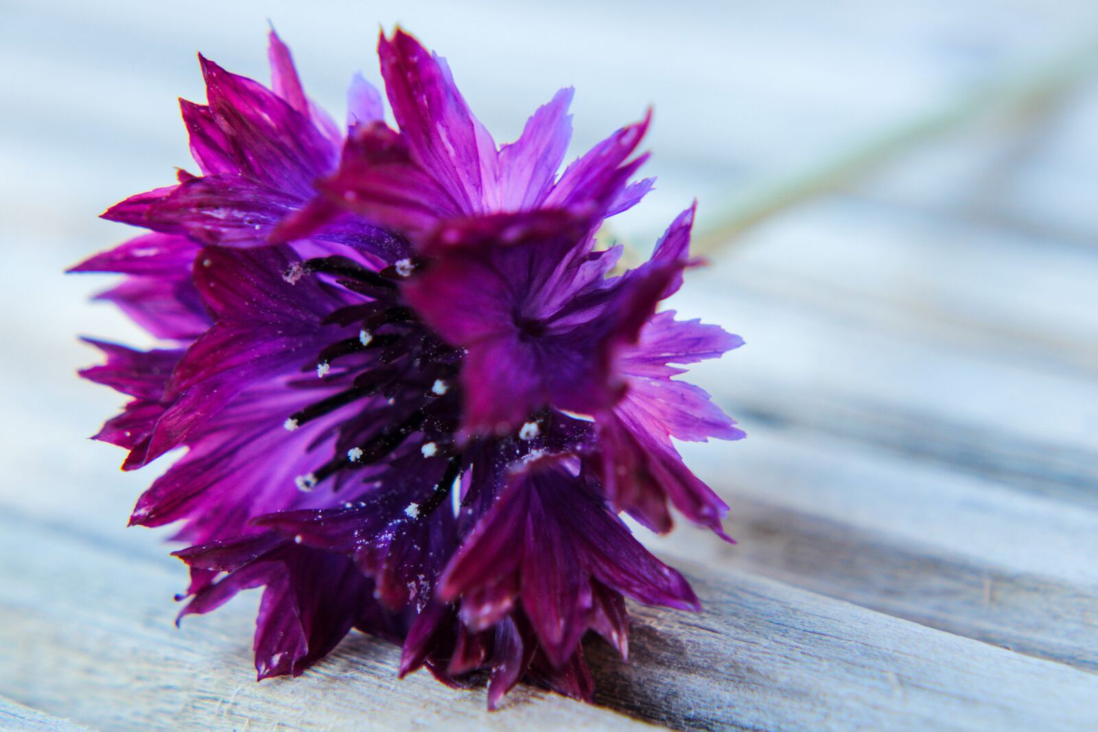 Canon EOS 2000D (EOS Rebel T7 / EOS Kiss X90 / EOS 1500D) sample photo. Cornflower, bluebottle, purple photography