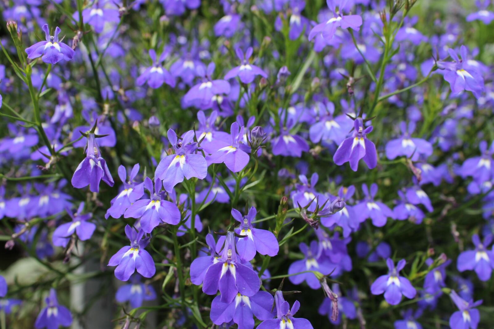 Canon EOS 1100D (EOS Rebel T3 / EOS Kiss X50) sample photo. Nature, flowers, violet photography