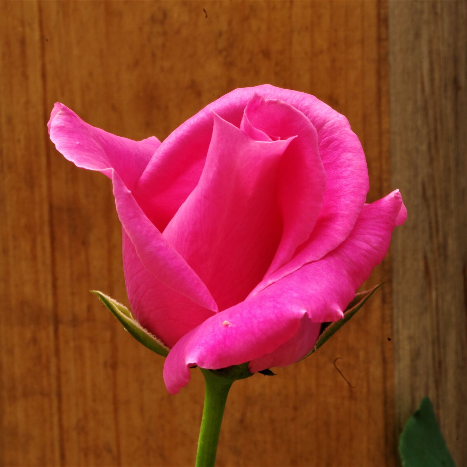 Pentax K-50 sample photo. Flower, rosa, rose photography