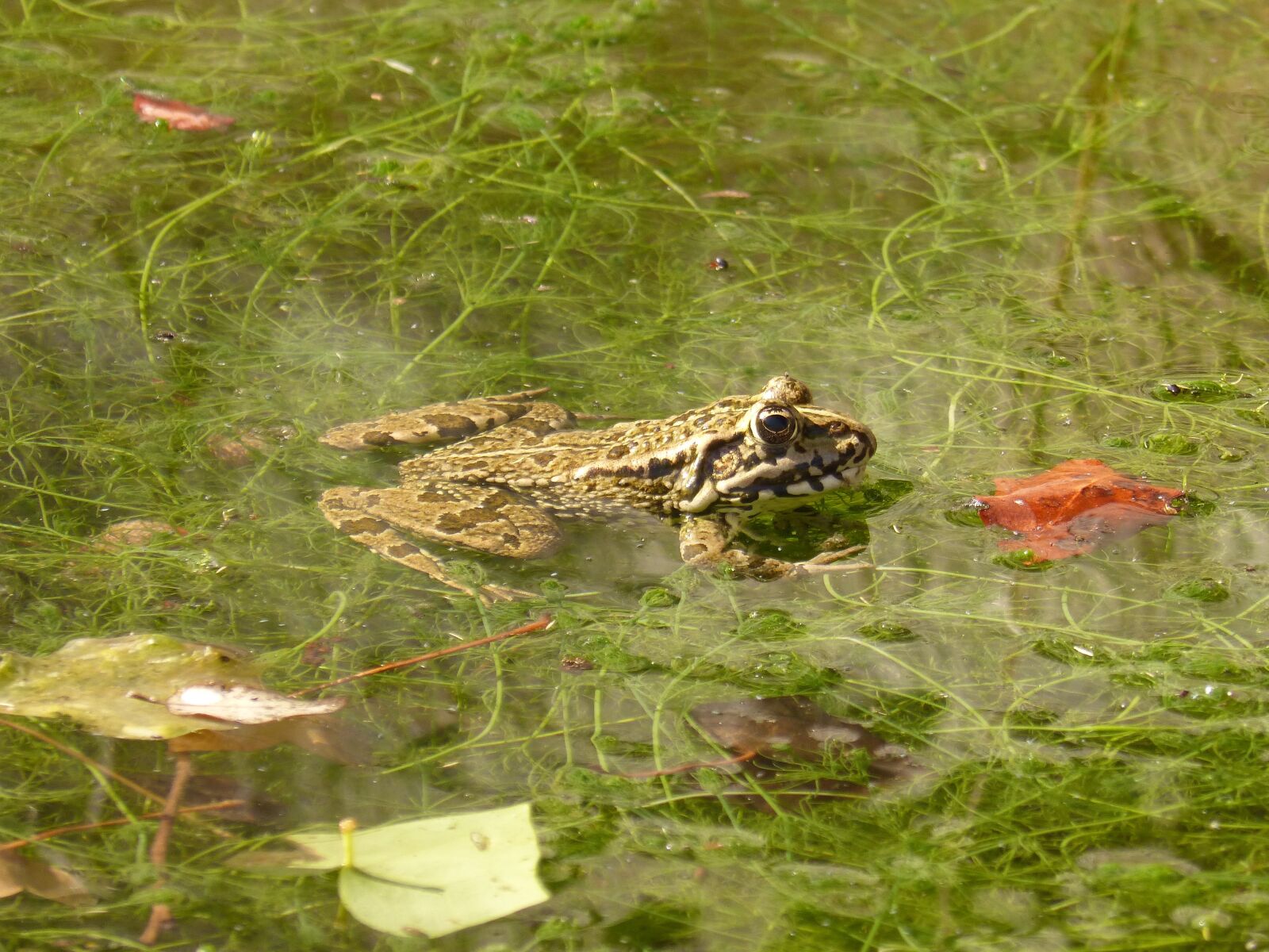 Panasonic DMC-FZ62 sample photo. Frog, batrachian, wetland photography