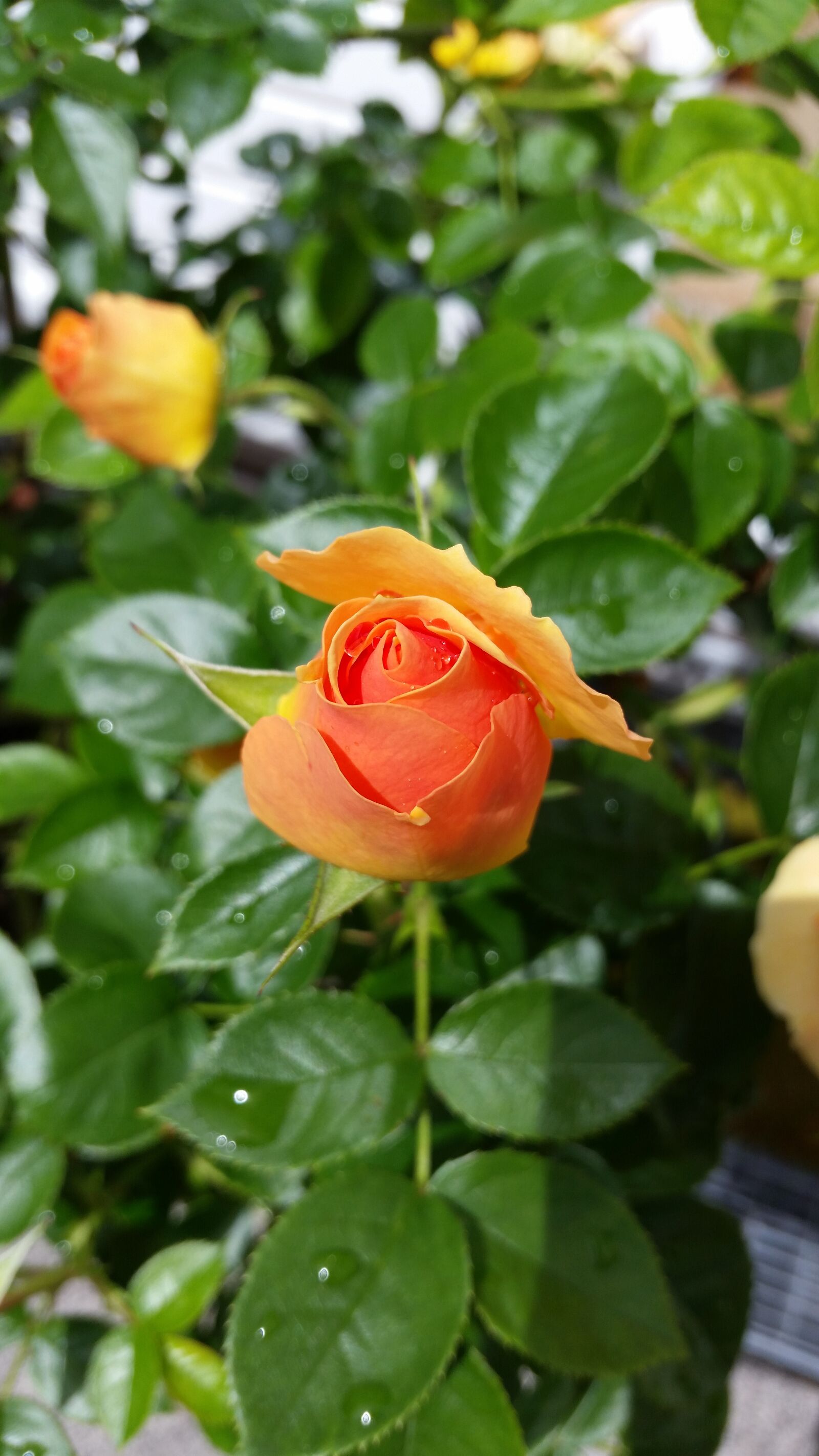 Samsung Galaxy S5 sample photo. Rose, yellow, blossom photography