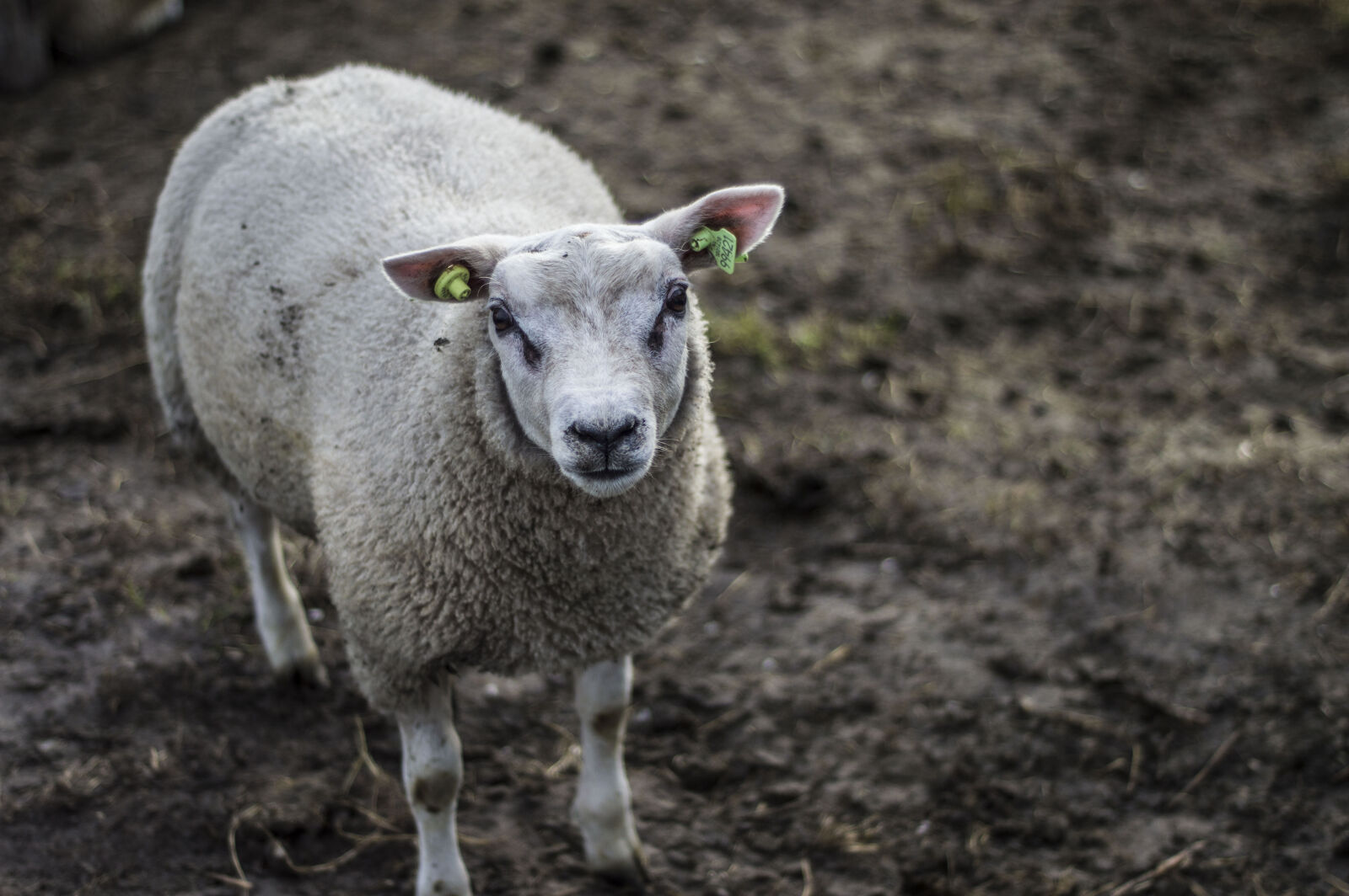 Nikon AF Nikkor 50mm F1.8D sample photo. Animal, sheep, texel photography