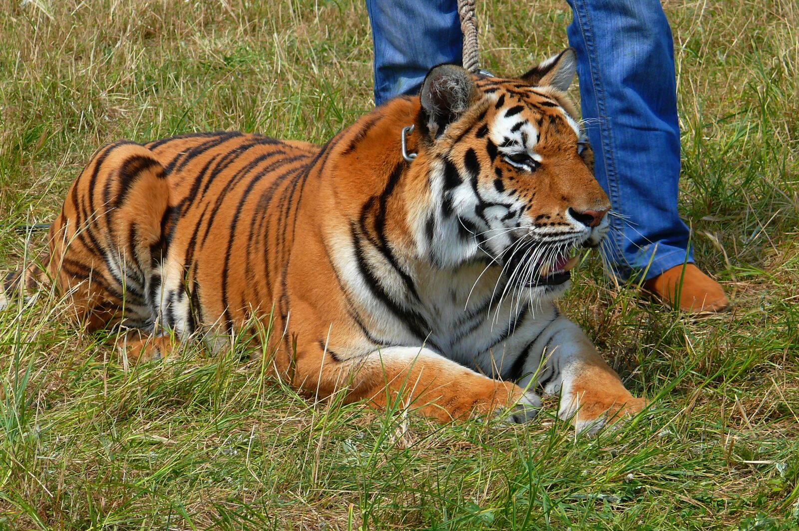 Panasonic DMC-FZ50 sample photo. Tiger, circus, animal photography