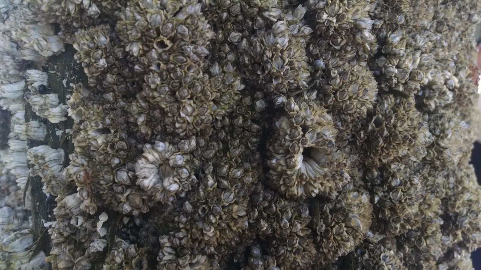 Motorola Moto X (1st Gen) sample photo. Barnacles, beach, ocean, texture photography
