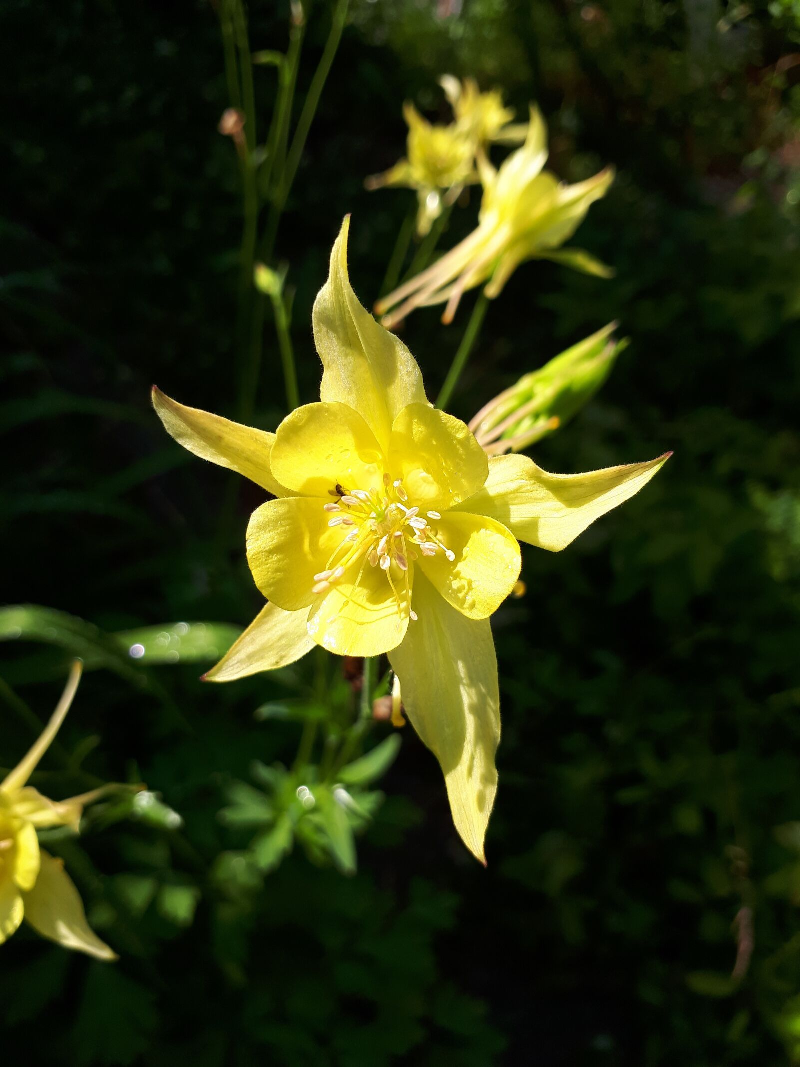 Samsung Galaxy A5(2017) sample photo. Flower, yellow, nature photography