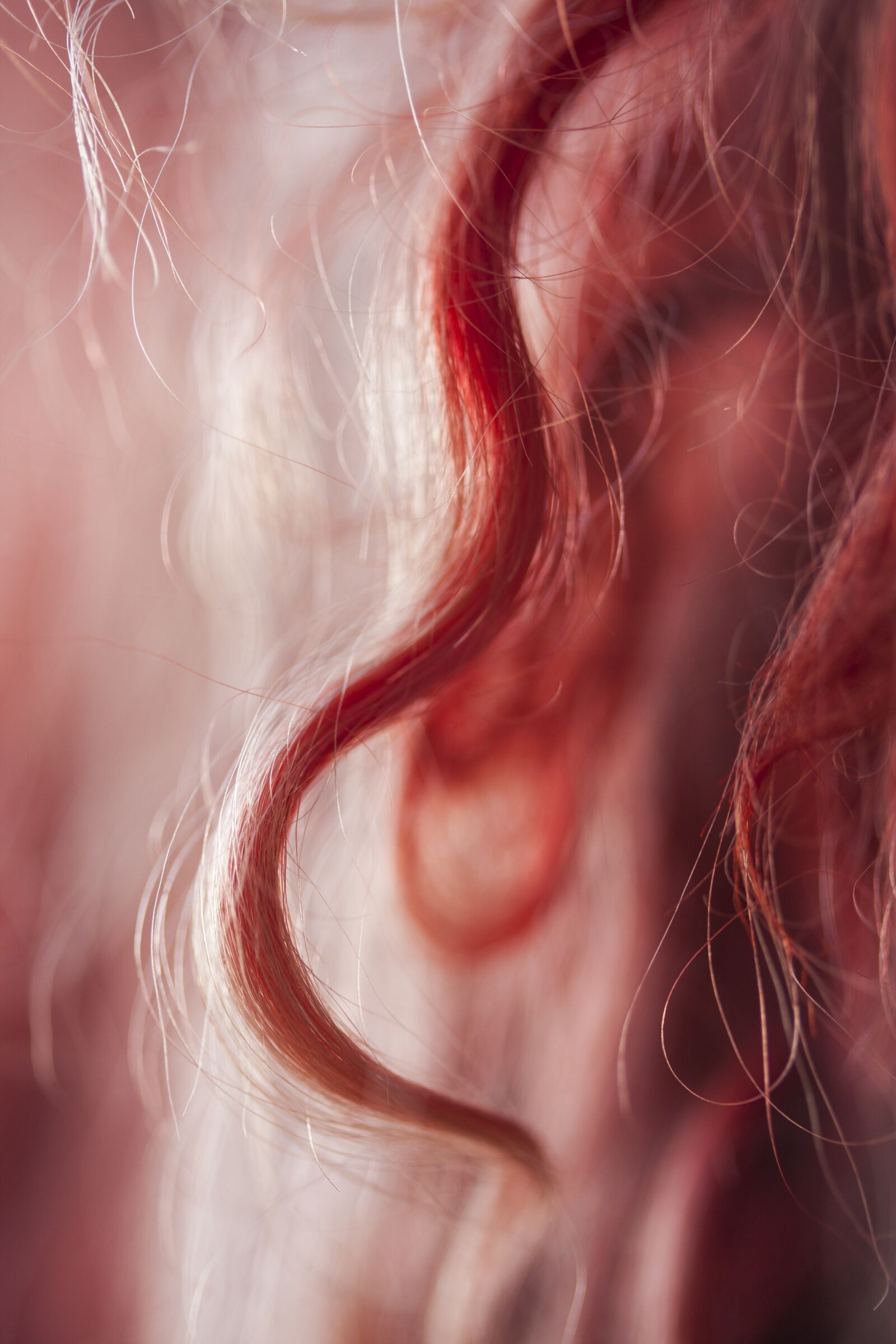 Canon EOS 40D sample photo. Macro, red, carpet photography