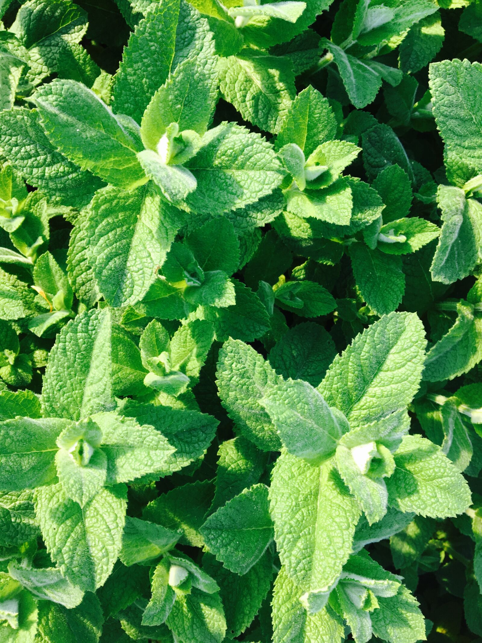 Apple iPhone 6s sample photo. Peppermint, plant, tee photography