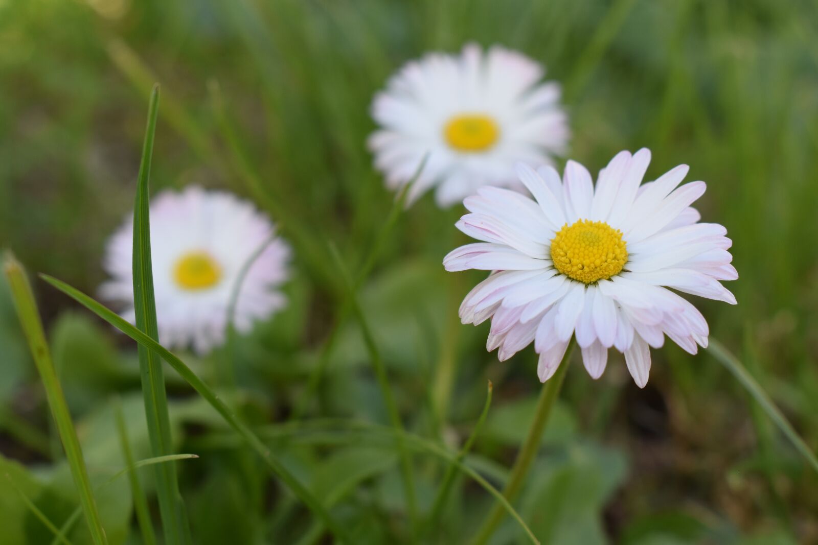 Nikon D5600 sample photo. Flower, garden, grass photography