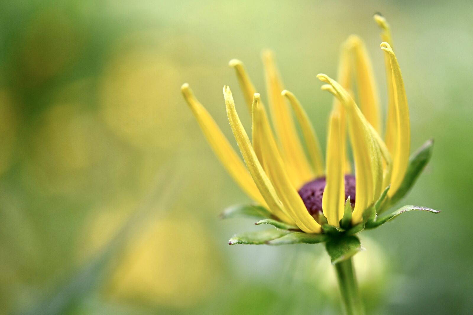 Nikon Z6 sample photo. Blossom, bloom, flower photography
