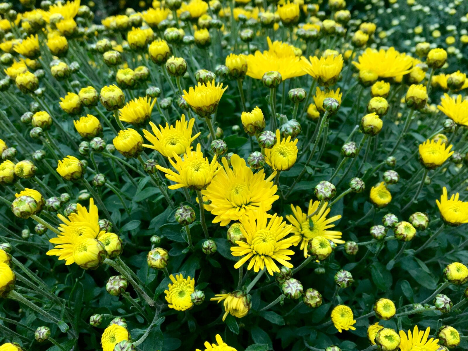Apple iPhone 6s sample photo. Chrysanthemum, yellow, autumn photography