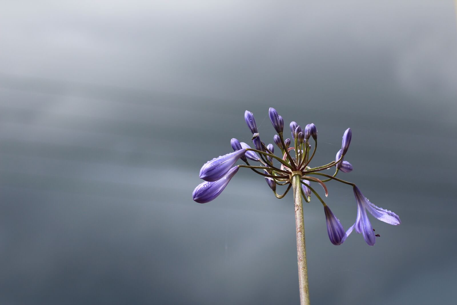 Canon EOS 600D (Rebel EOS T3i / EOS Kiss X5) sample photo. Agapanthus, sky, blue photography