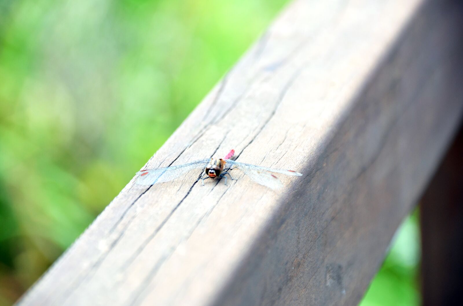 Nikon D7000 sample photo. Dragonfly, arboretum, nature photography
