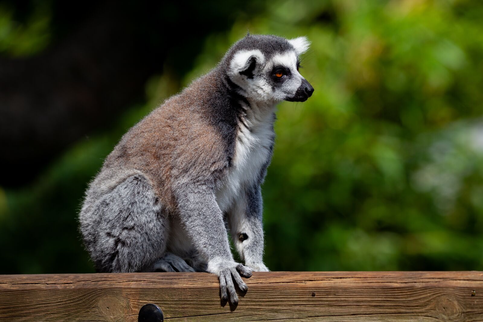 150-600mm F5-6.3 DG OS HSM | Contemporary 015 sample photo. Ring tailed lemur, black photography