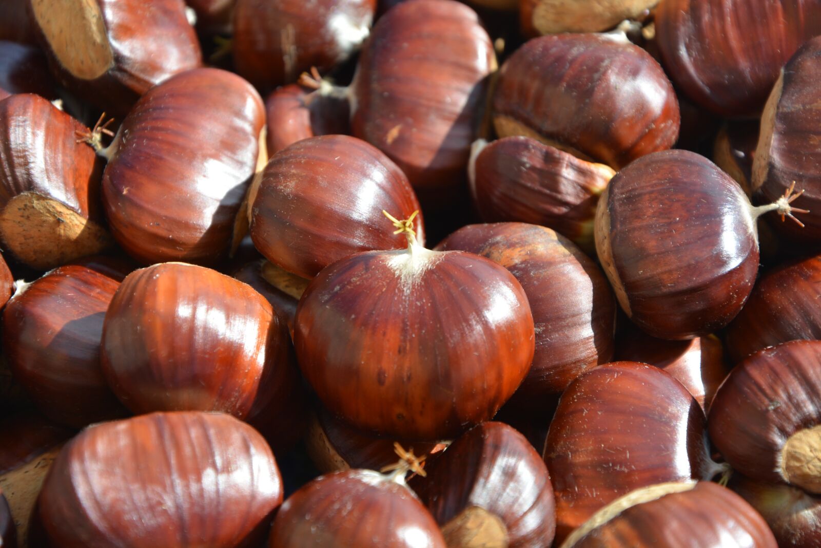 Nikon D5200 sample photo. Chestnuts, fruit, chestnut photography