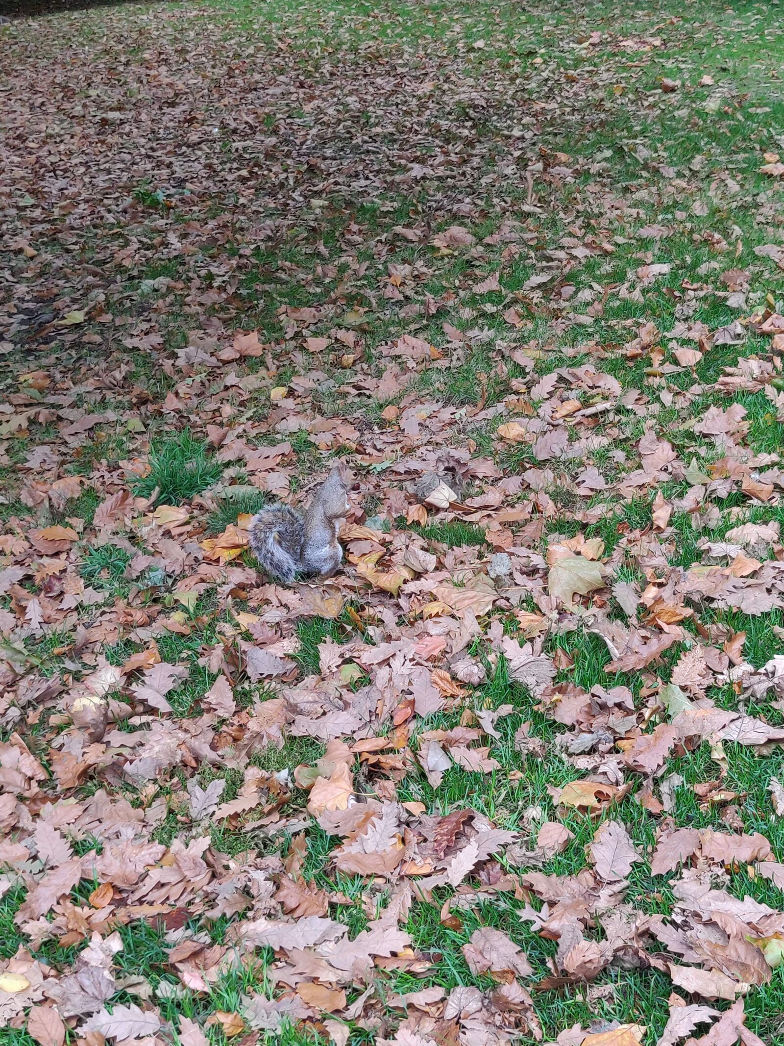 OnePlus A6000 sample photo. Squirrel, london, park photography
