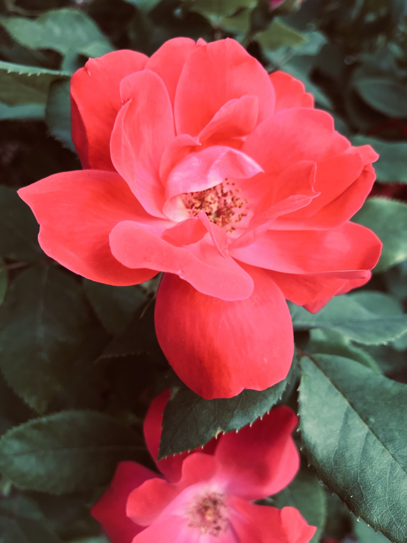 Apple iPhone 7 Plus sample photo. Rose, pink, flower photography