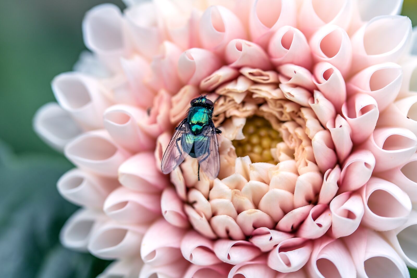 Canon EF-S 60mm F2.8 Macro USM sample photo. Goldfliege, lucilia sericata, fly photography