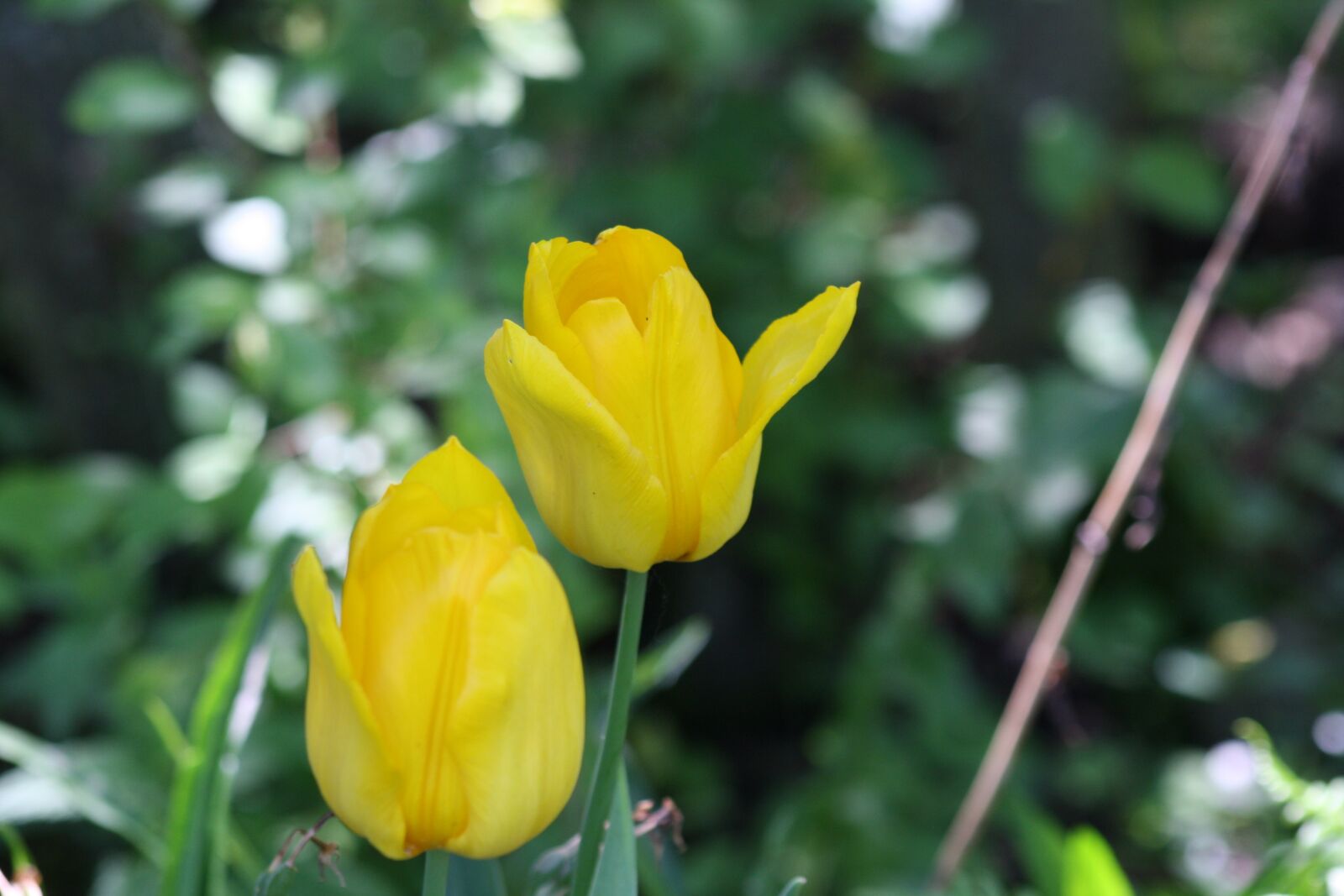 Canon EOS 1000D (EOS Digital Rebel XS / EOS Kiss F) sample photo. Tulip, the beginning of photography