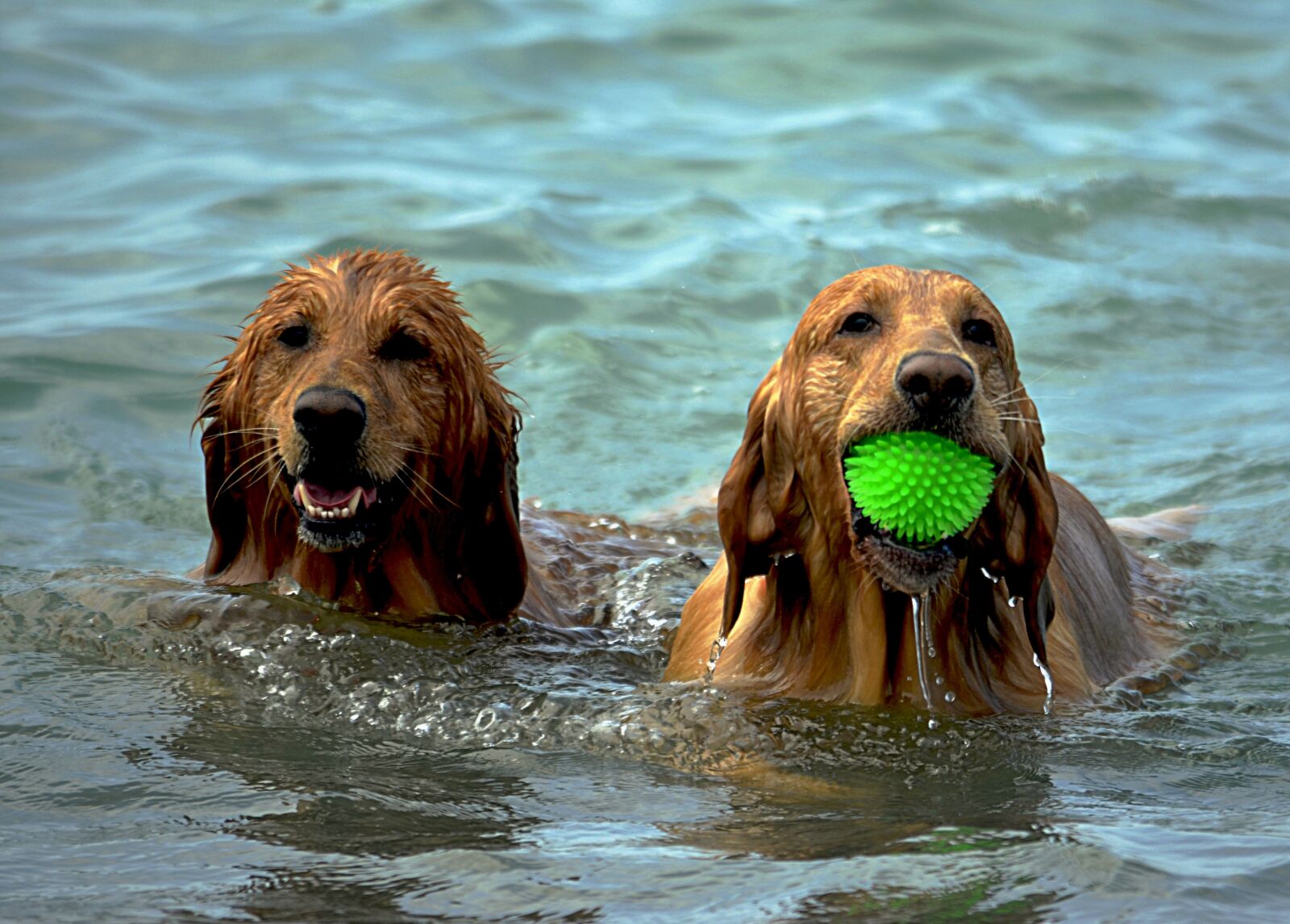 Nikon D5100 sample photo. Dogs, beach, wet photography