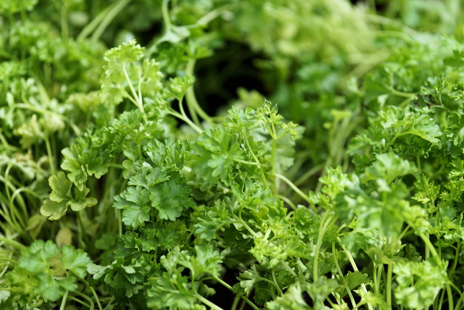 Sony a6000 + E 60mm F2.8 sample photo. Parsley, plant, spice photography