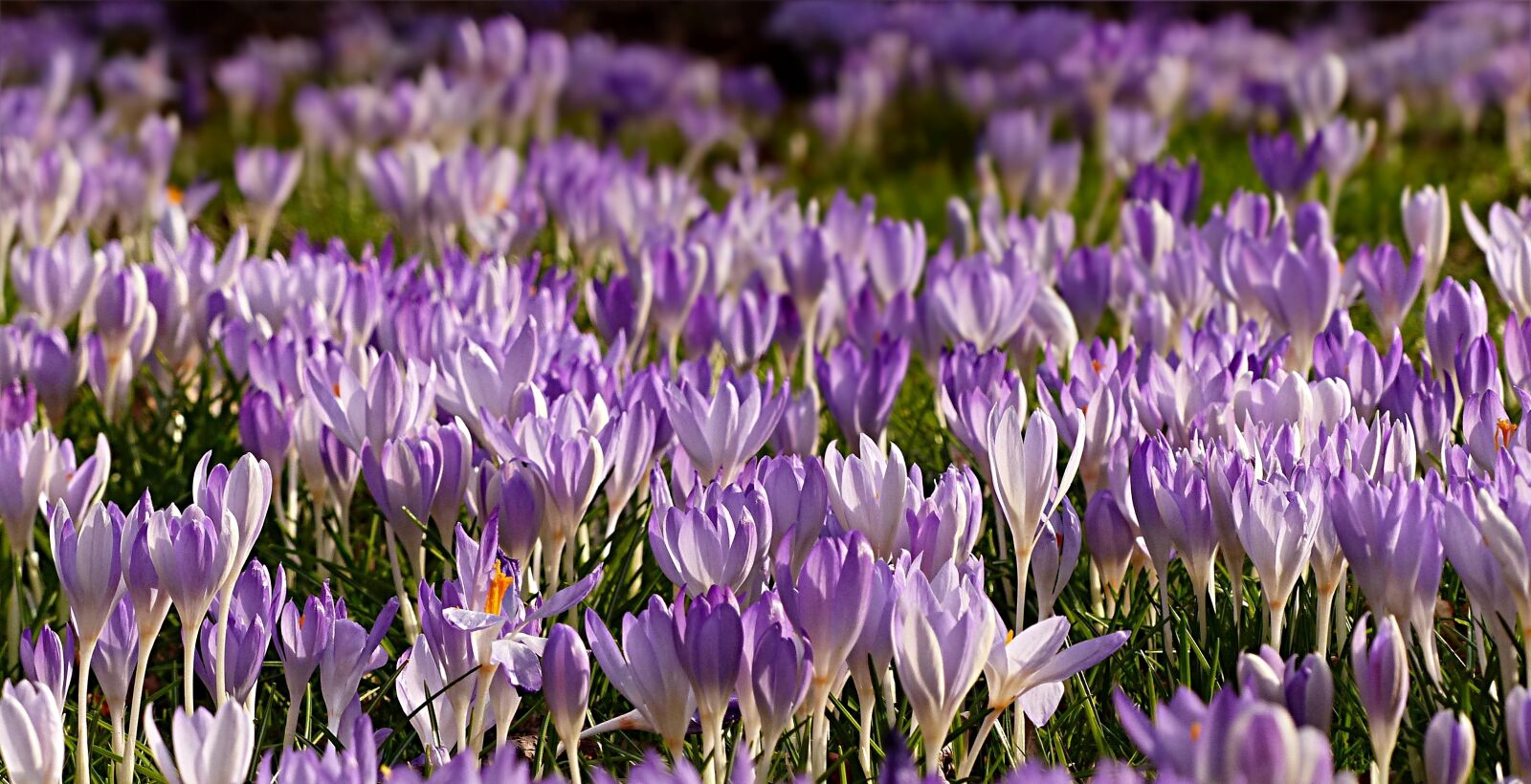 Panasonic Lumix DMC-FZ200 sample photo. Flower, crocus, violet photography