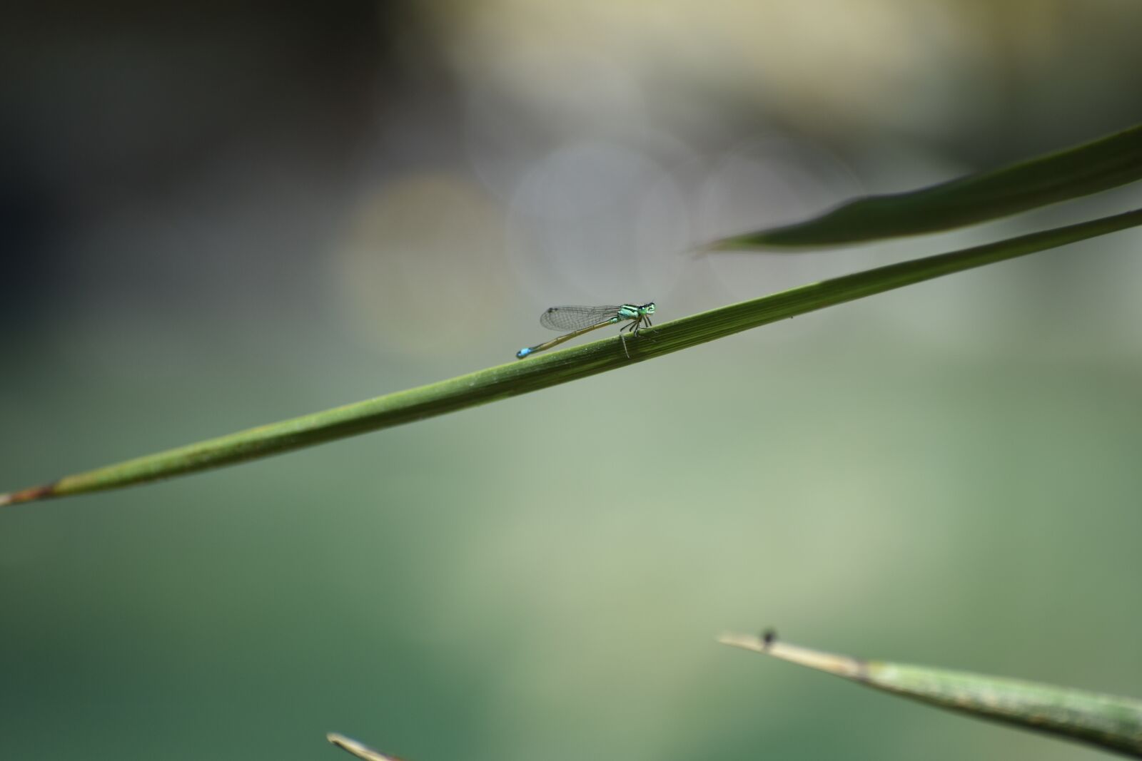 Nikon D3400 sample photo. Dragonfly, garden, park photography