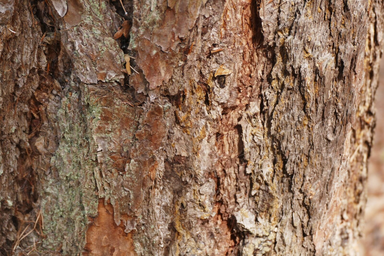Panasonic Lumix DMC-FZ1000 sample photo. Tree, bark, tree bark photography
