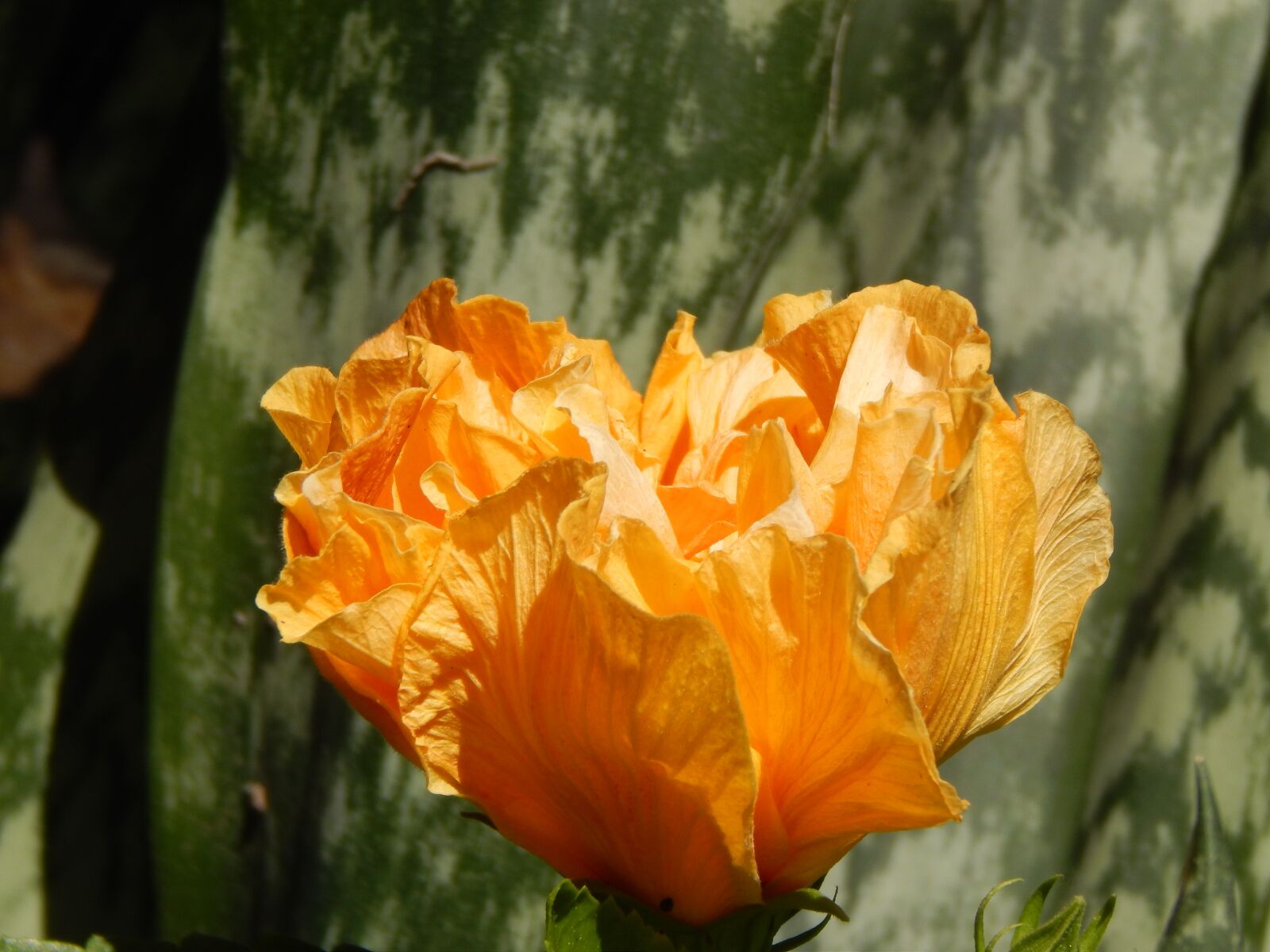 Nikon Coolpix L820 sample photo. Flower, yellow flower, hibiscus photography