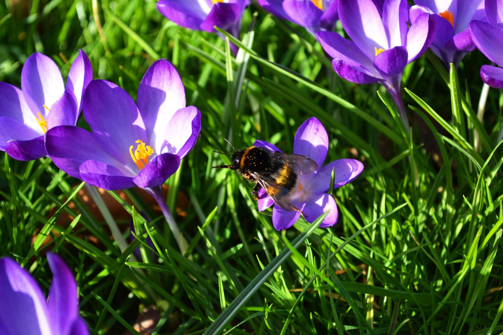 Nikon D3100 sample photo. Flower, flower meadow, crocus photography
