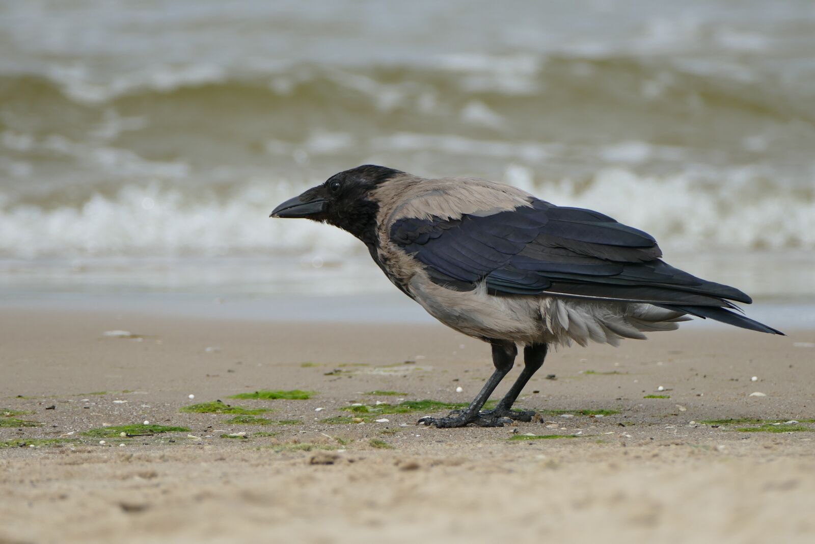 Panasonic Lumix DMC-FZ1000 sample photo. Crow, bird, nature photography