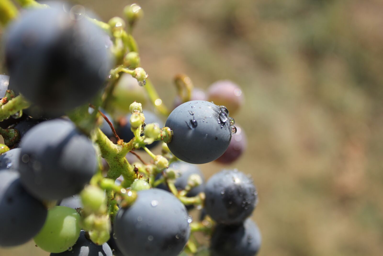 Canon EOS 550D (EOS Rebel T2i / EOS Kiss X4) sample photo. The grapes, purple, wine photography