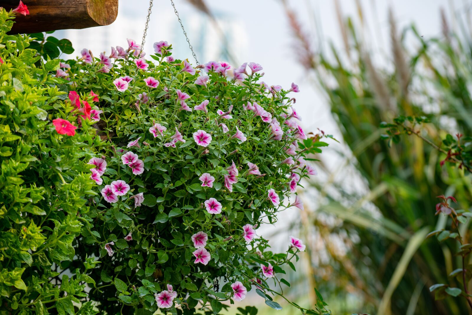 Nikon D810 sample photo. Flower, nest workshop, tree photography