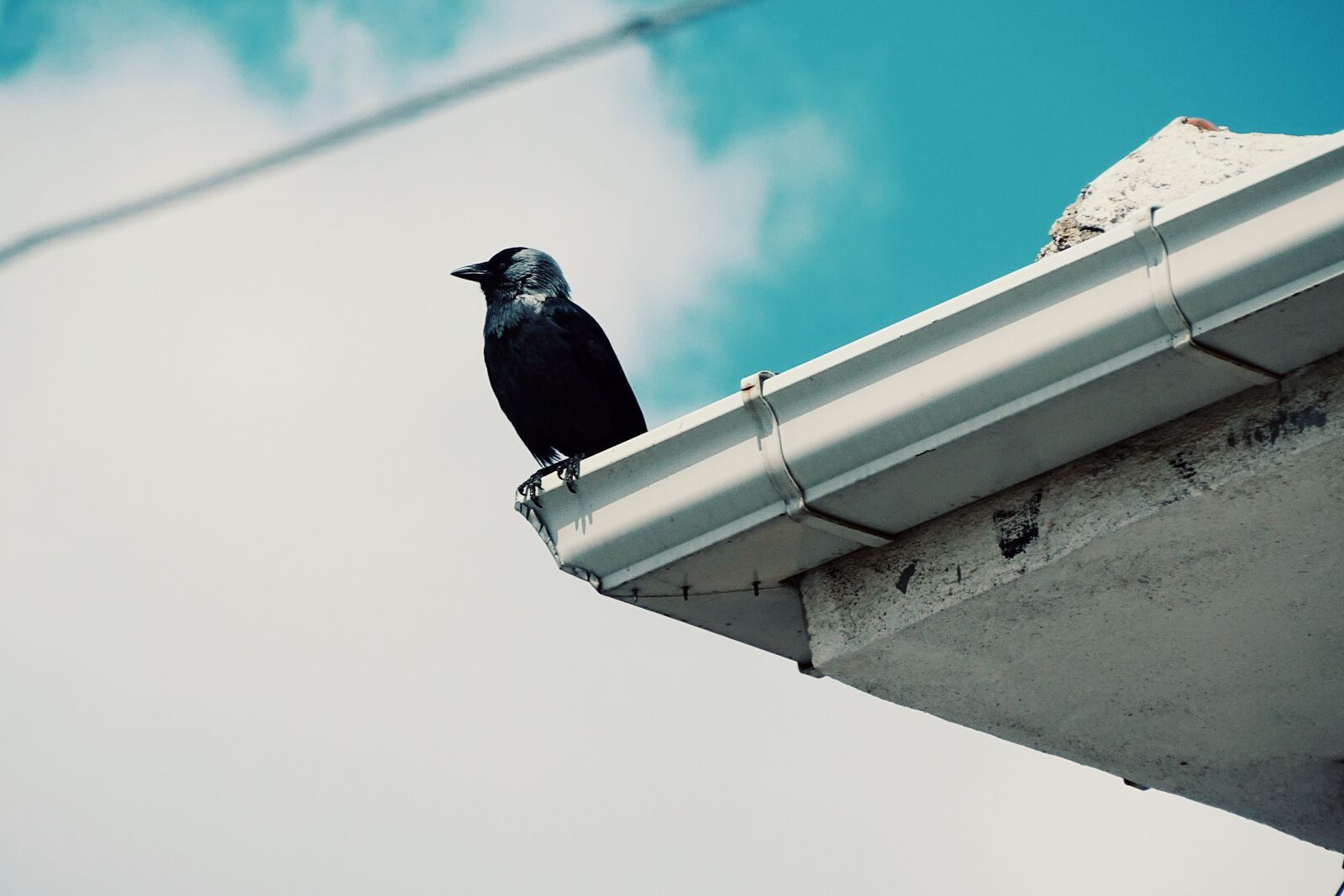Sony Cyber-shot DSC-HX350 sample photo. Animal, nature, sky photography