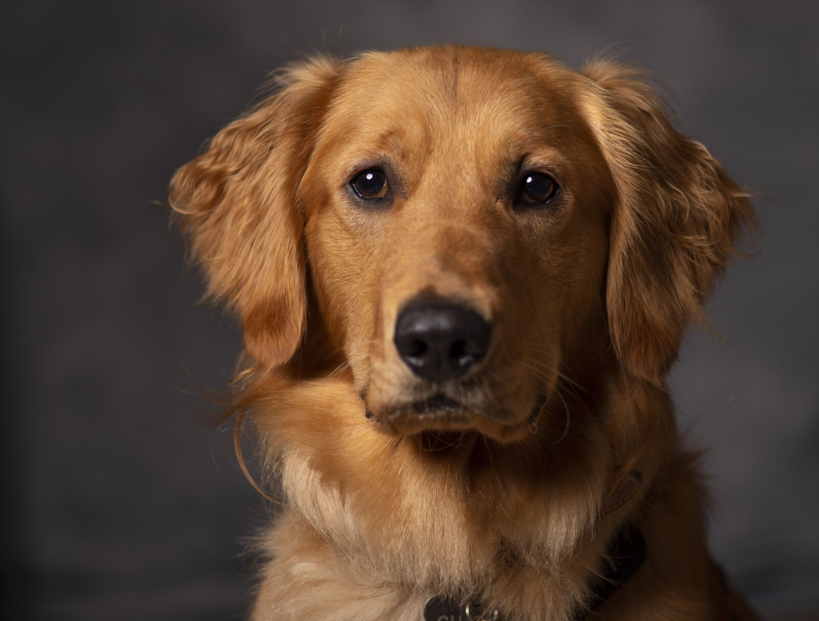 Nikon D4S sample photo. Golden retriever, dog, canine photography