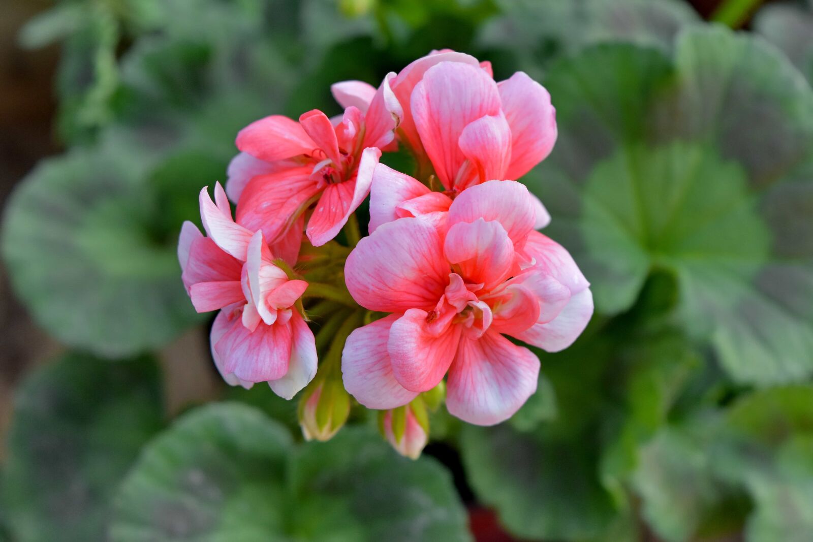 Nikon D5500 sample photo. Geranium, horticulture, petal, pink photography