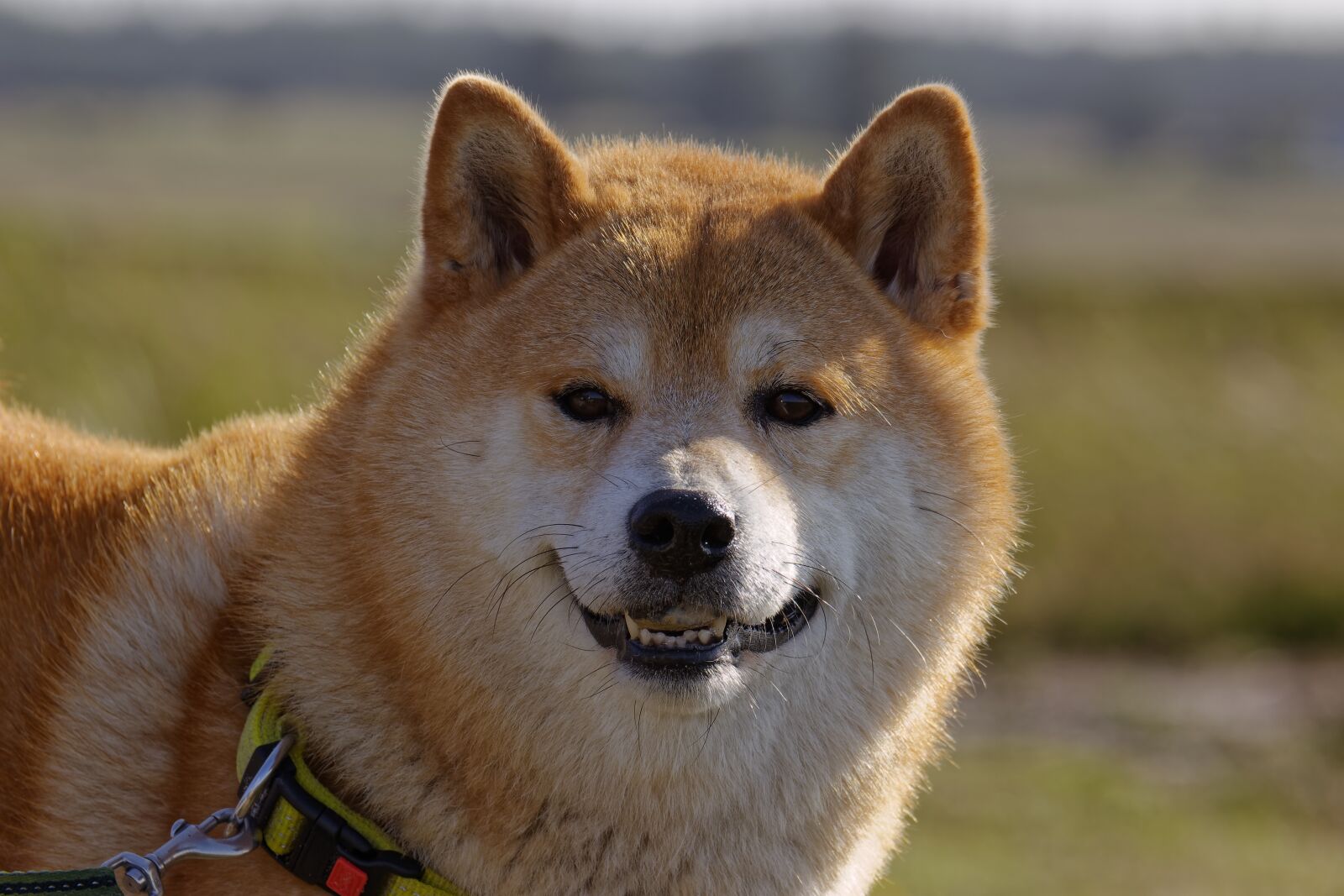 Canon EOS 700D (EOS Rebel T5i / EOS Kiss X7i) sample photo. Dog breed, shiba inu photography
