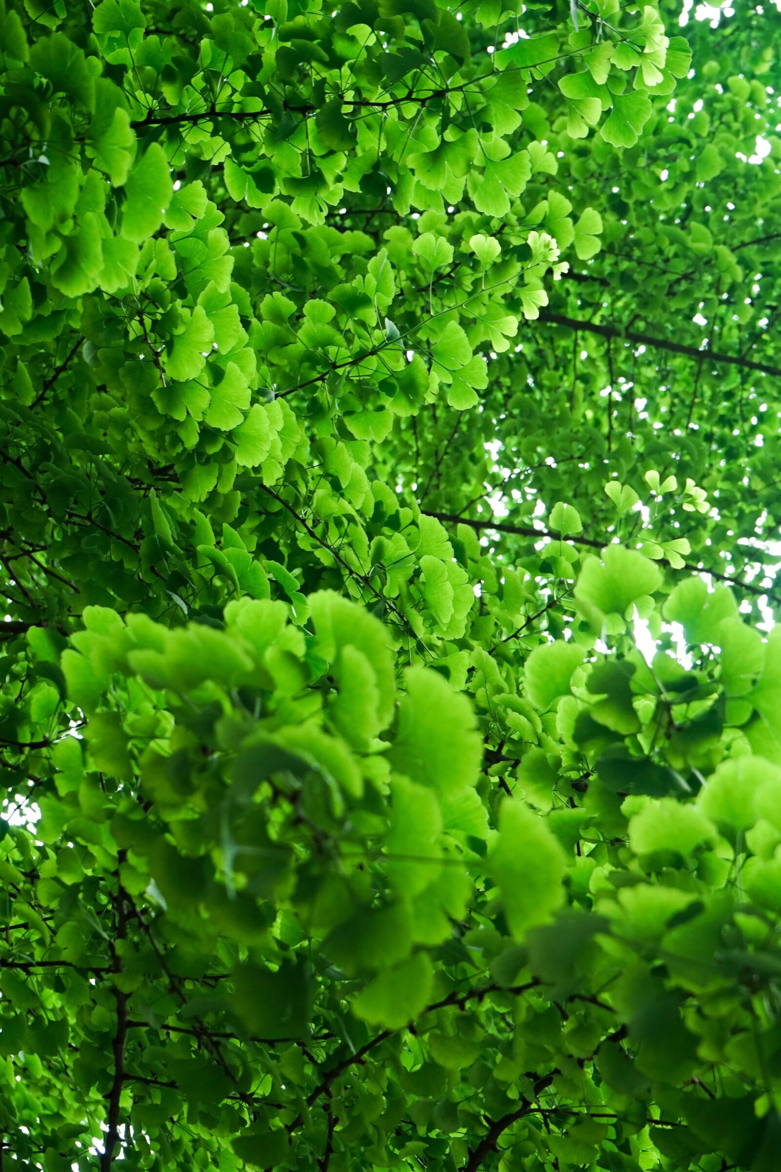 Sony a7 + Sony FE 28-70mm F3.5-5.6 OSS sample photo. Green, summer, ginkgo photography