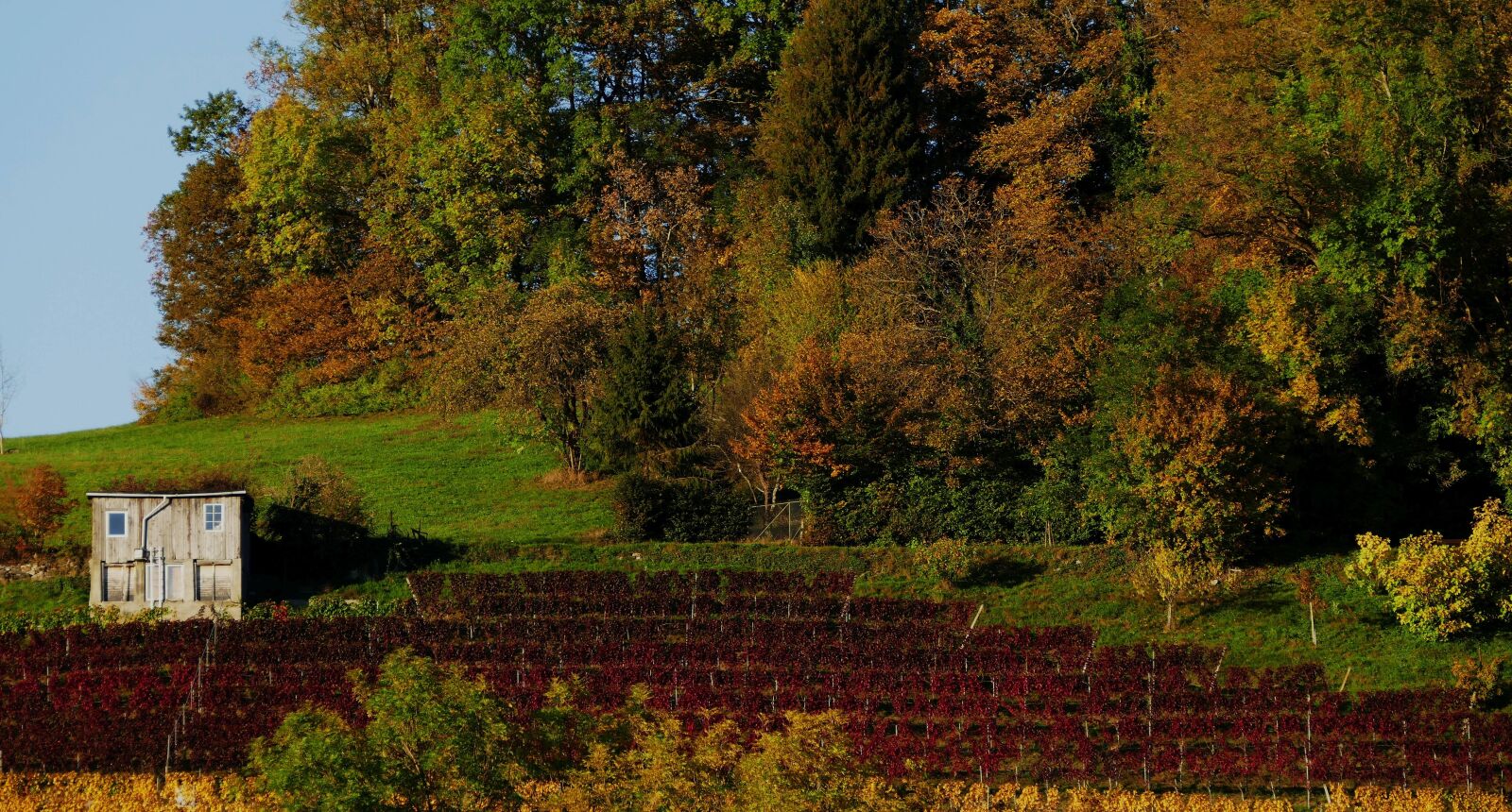 Panasonic Lumix DMC-FZ1000 sample photo. Nature, autumn, vineyard photography