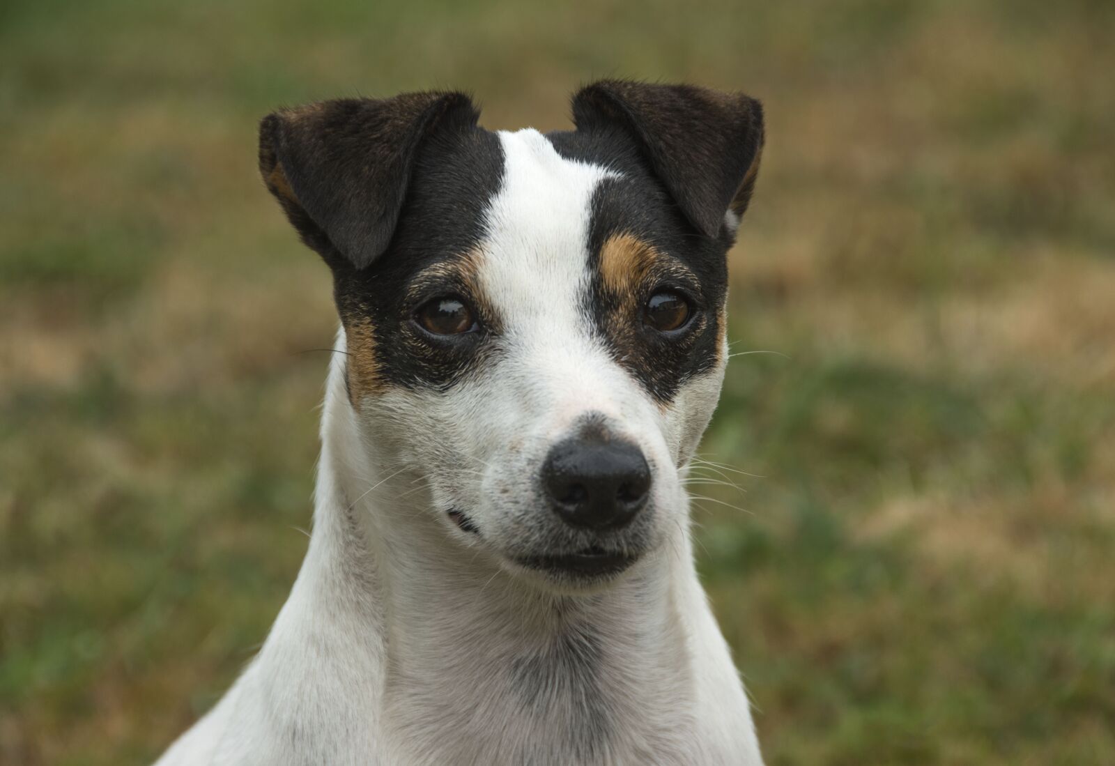 Nikon D5600 sample photo. Jack russel, dog, cute photography