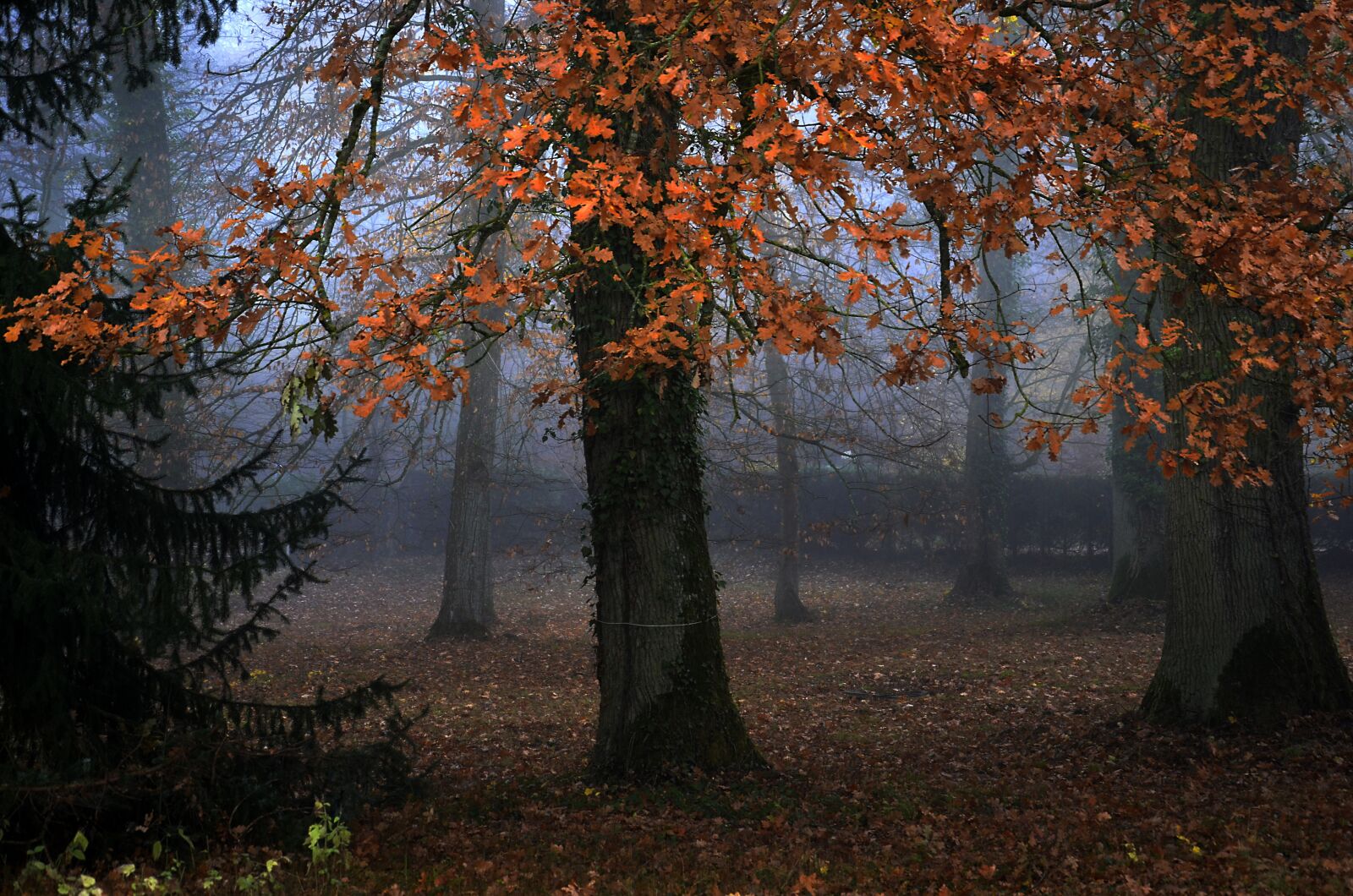 Nikon D5100 sample photo. Tree, twilight, nature photography