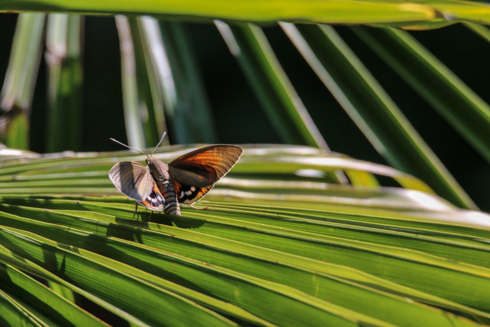 Canon EOS 70D + Tamron SP 150-600mm F5-6.3 Di VC USD sample photo. Butterfly, insect, nature photography