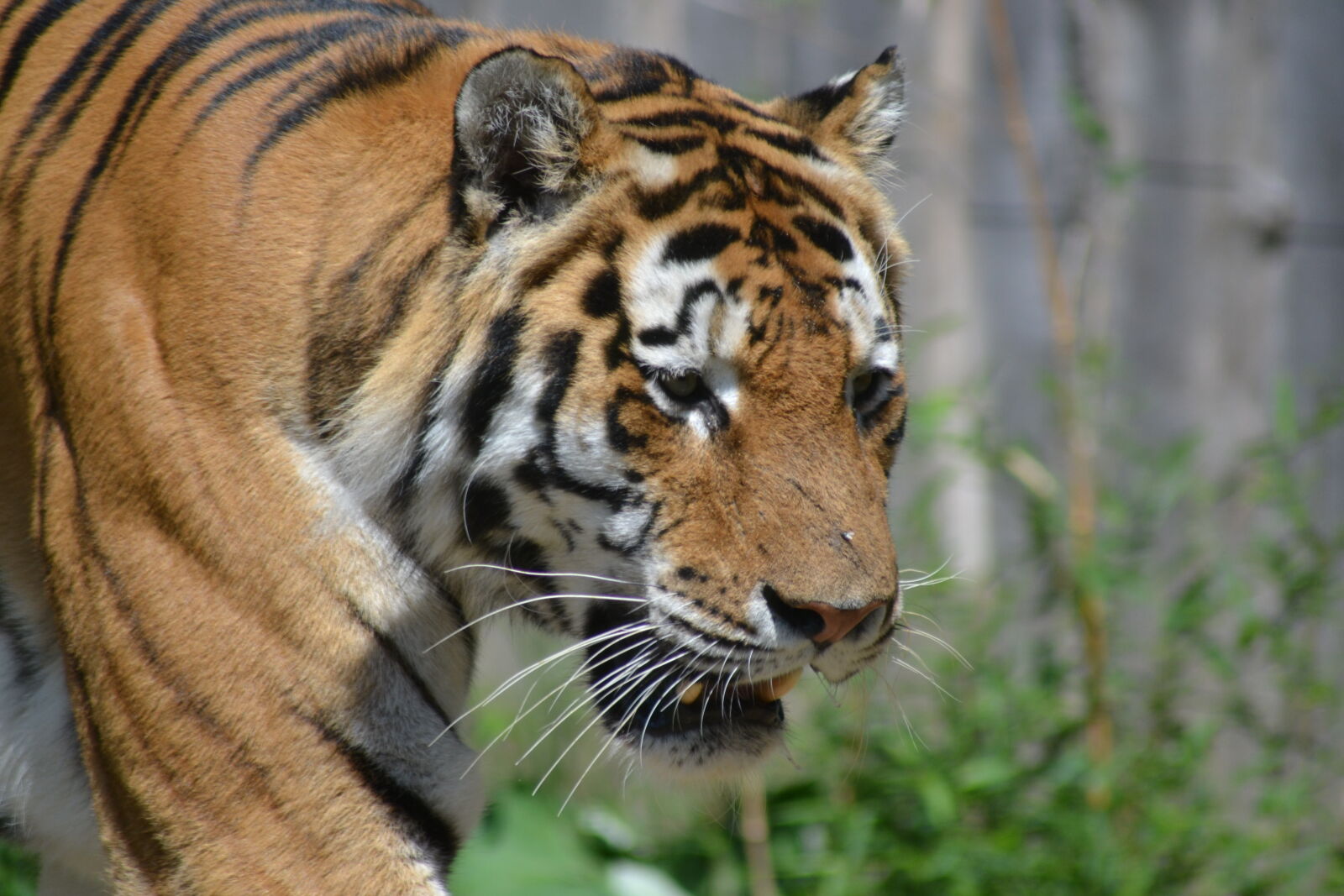 Nikon D3100 sample photo. Tiger photography