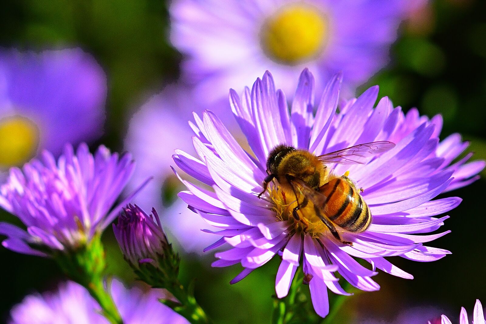 Nikon D5200 sample photo. Autumn, aster, bright photography