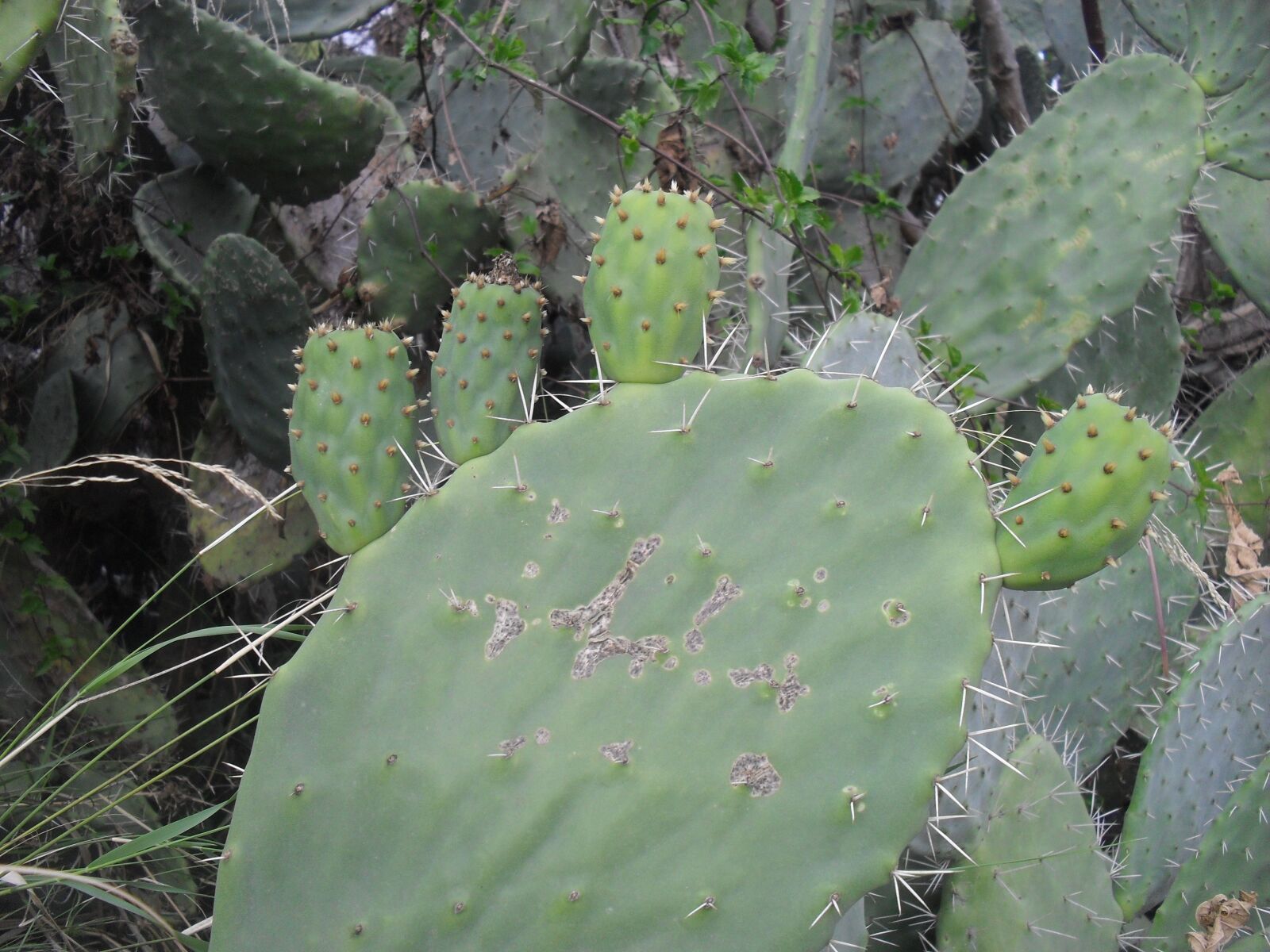 Samsung ES55,ES57 / VLUU ES55 /  SL102 sample photo. Cactus, plants, nature photography