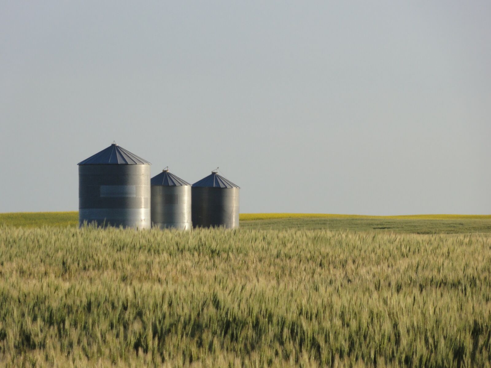 Sony DSC-HX5V sample photo. Field, grain, wheat photography