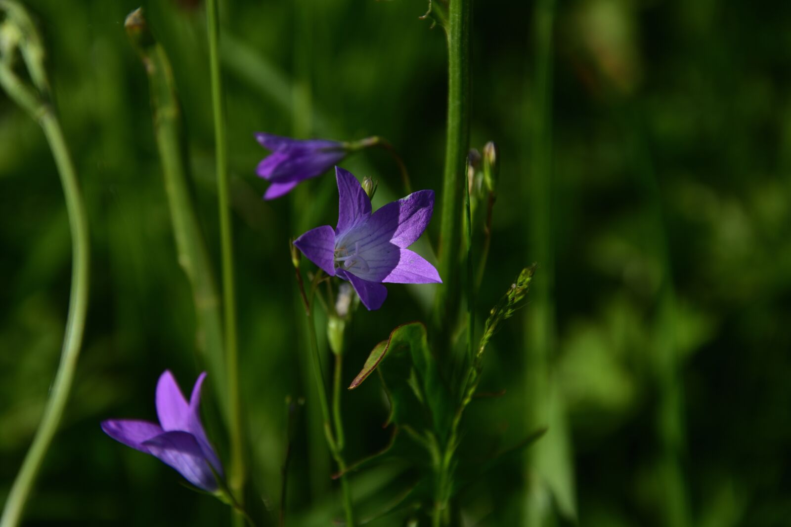 Nikon D3400 sample photo. Bell rozkladitý, meadow, nature photography