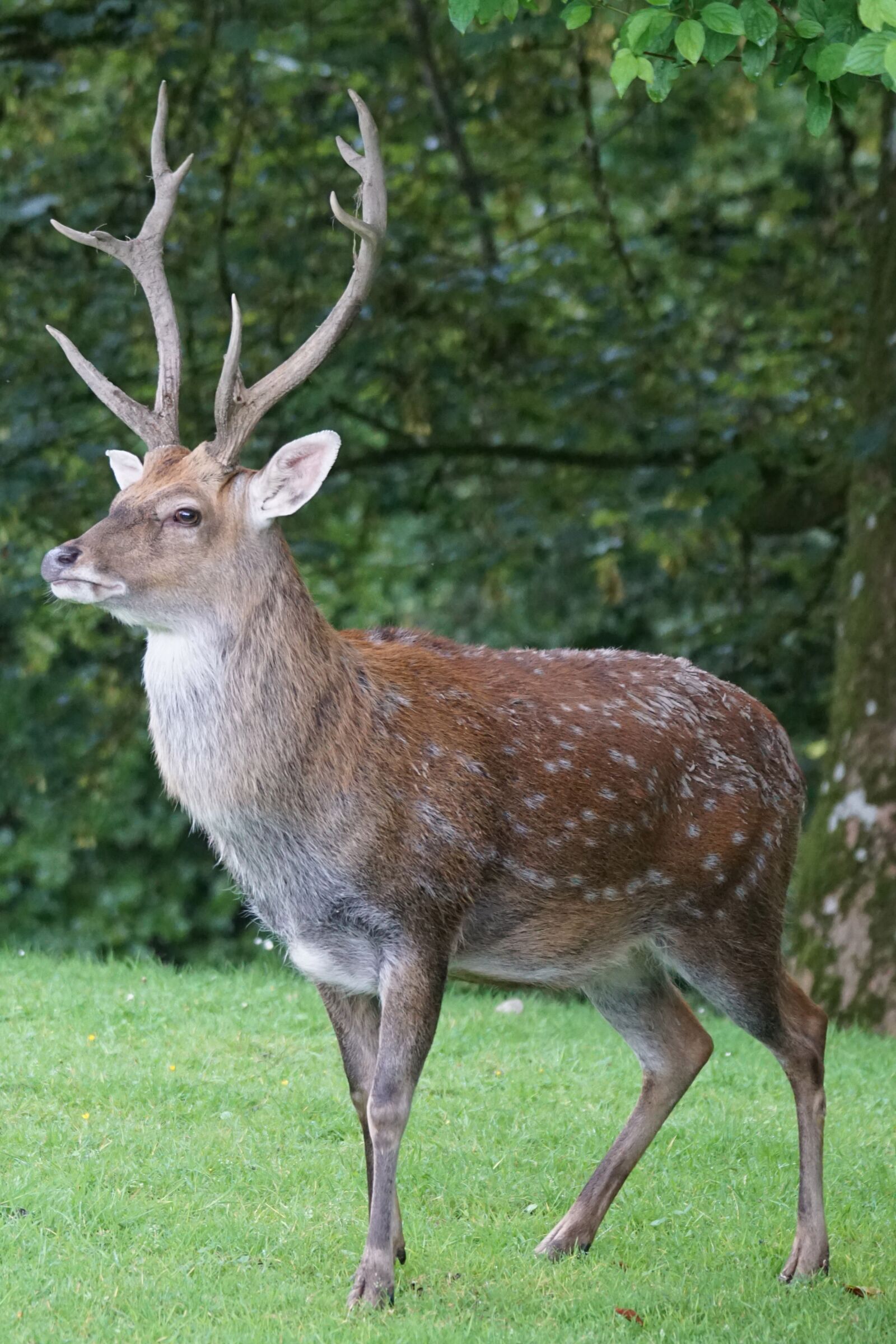 Sony ILCA-77M2 + Sony 70-400mm F4-5.6 G SSM sample photo. Sika deer, hirsch, platzhirsch photography