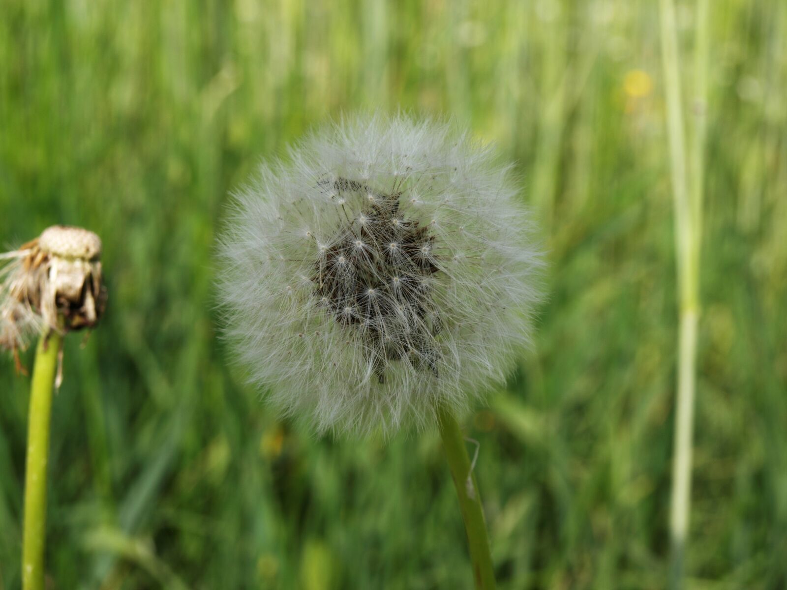 Olympus E-510 (EVOLT E-510) sample photo. Dandelion, nature, seeds photography