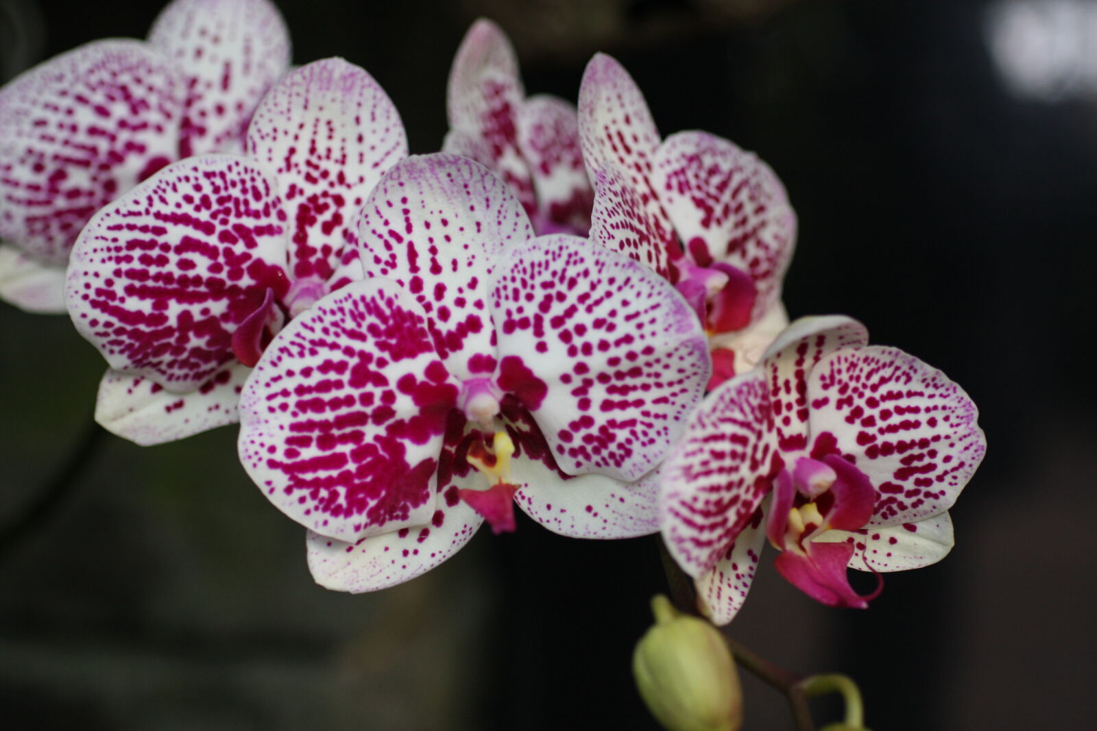 Sigma 50mm f/2.8 EX sample photo