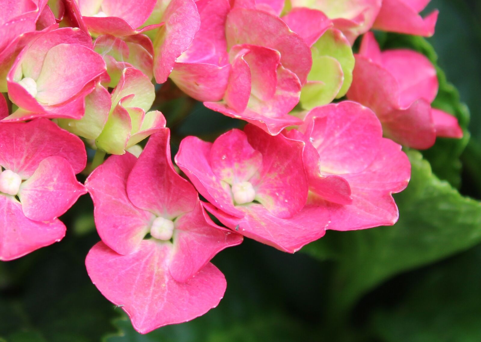 Canon EOS 1300D (EOS Rebel T6 / EOS Kiss X80) sample photo. Pink flowers, bloom, petals photography